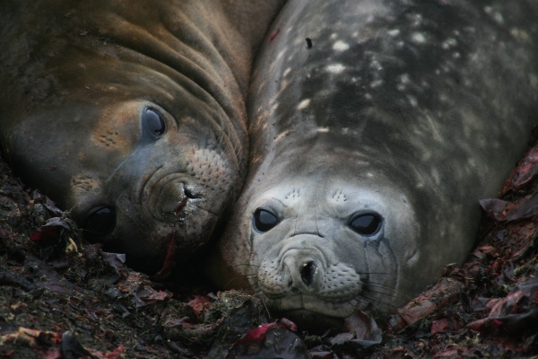 Sea elephants