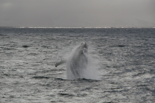 Breaching humpback