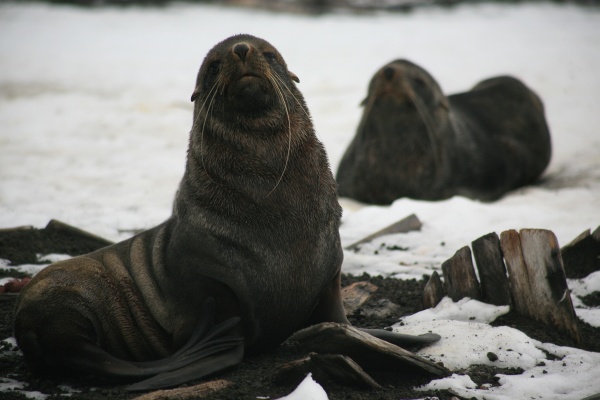 Seals