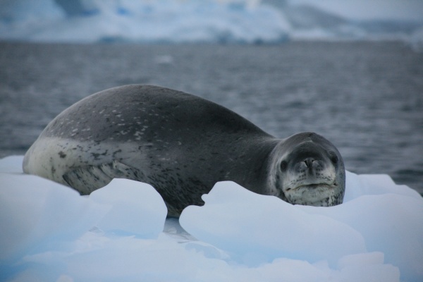 Leopard seal