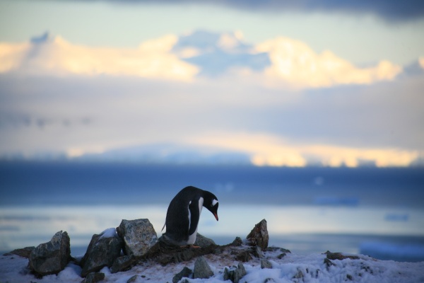 Lonely penguin