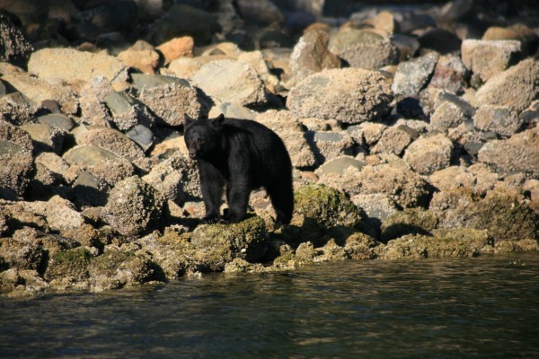 Bear watching