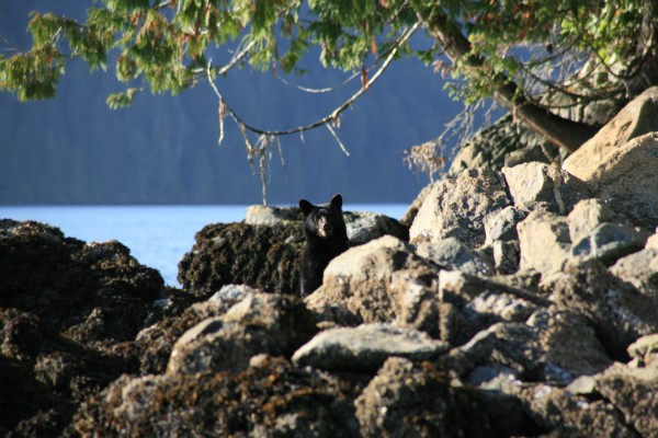 Bear watching