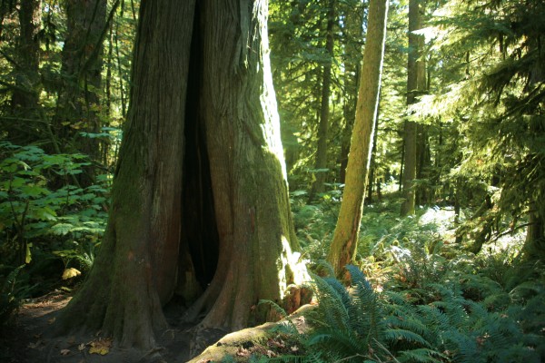 Cathedral Grove