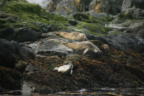 Seals