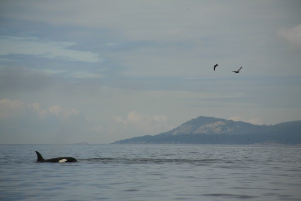 Killer Whales