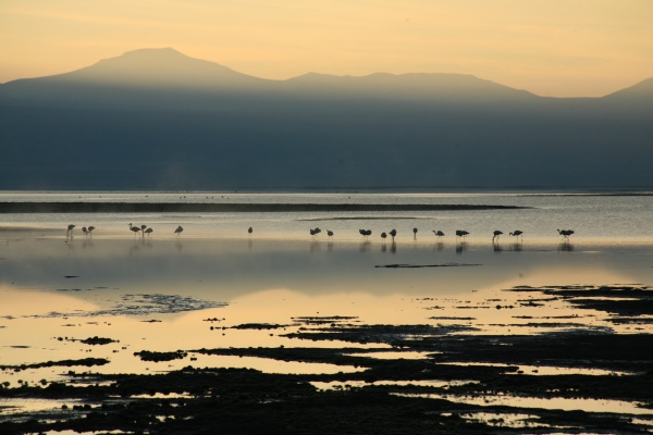 Laguna Colorada at dawn