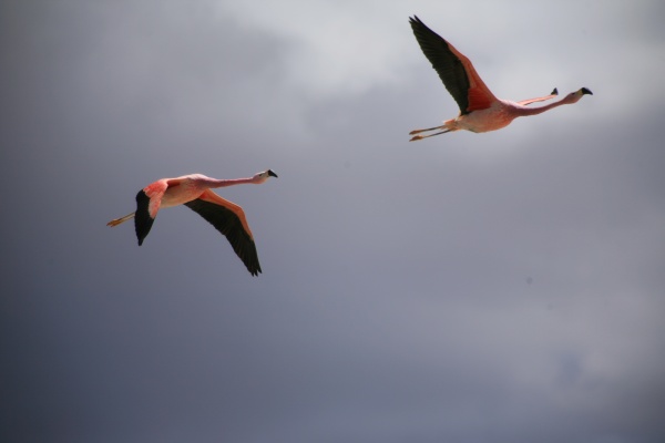 Flamingos