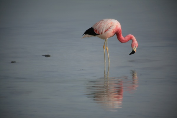Pink reflections