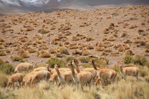 Vicuñas