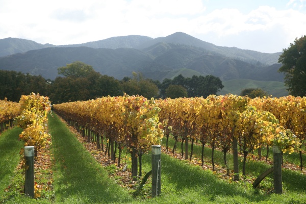 Wine leaves in autumn colours