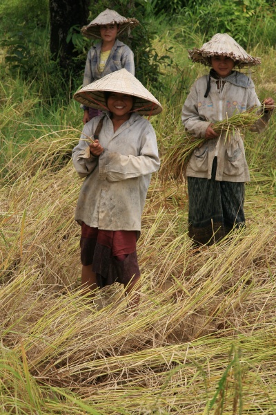 Harvesting rice