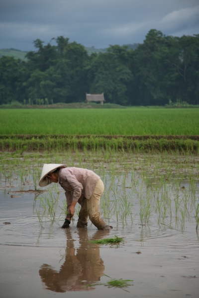Planting rice